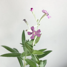 Load image into Gallery viewer, Plantable Greeting Card - Mother's Day Bouquet